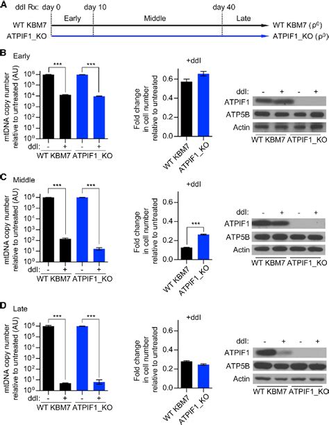 Inhibition of ATPIF1 Ameliorates Severe Mitochondrial.